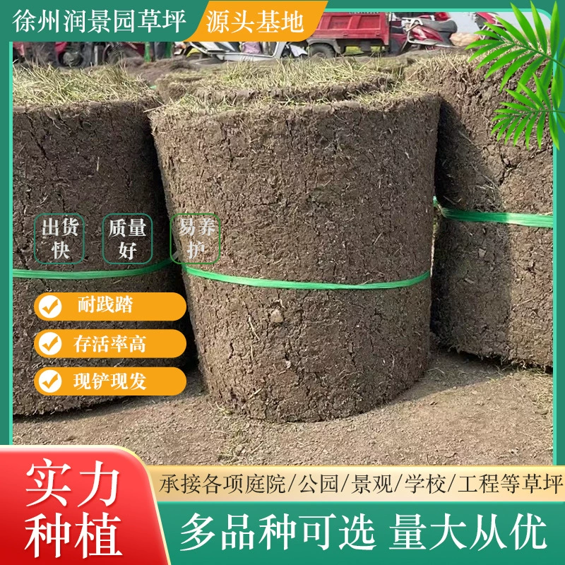 Настоящий газон Вилла Озеленение двора Манила Ковер Трава морозостойкий газон с почвой Без вырезания Тайваньская трава с почвой