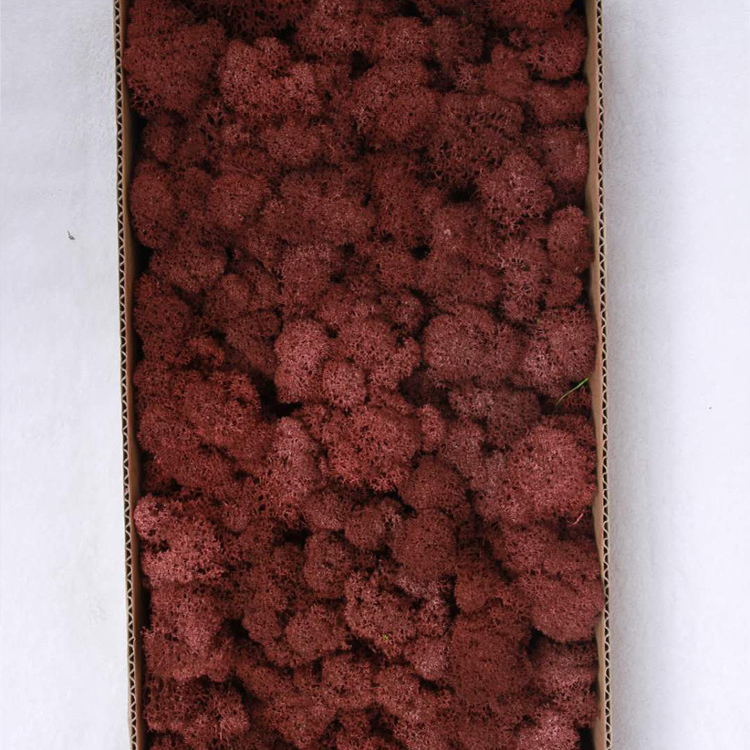 Musgo eterno ciervo musgo planta pared paisaje musgo ventana interior decoración micro paisaje eterna flor musgo