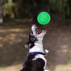 Amazon best-selling dog sound toy spike ball for small dogs, pet TPR grinding chew toy ball wholesale