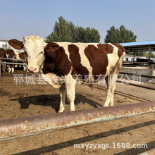 西门塔尔肉牛犊改良黄牛肉牛养殖场肉牛苗价格杂交肉牛犊