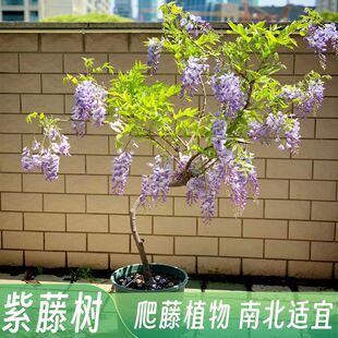 ���ٻ���������ֲ������ͥԺ�̨���������ļ��_�������໨�����}