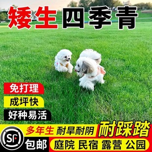 Four-Season Green Grass Seeds Taiwan Four-Season Green Seeds Slope Protection Soil Stabilization Greening Project Cold-Resistant and Drought-Tolerant Lawn Seeds