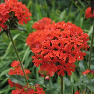 ���l�����_�N�� �󻨼����_ͥԺ���Ի��ܷN����