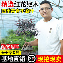 t^ľtľͥԺe^pͺֲ@ֹ̾G