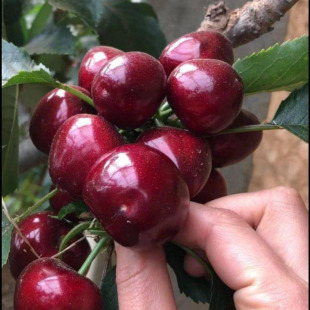 Cherry Saplings, Cherry Trees, Southern and Northern Potted Courtyard Fruit Trees, Dwarf Cherry Trees, Large Cherry Seedlings