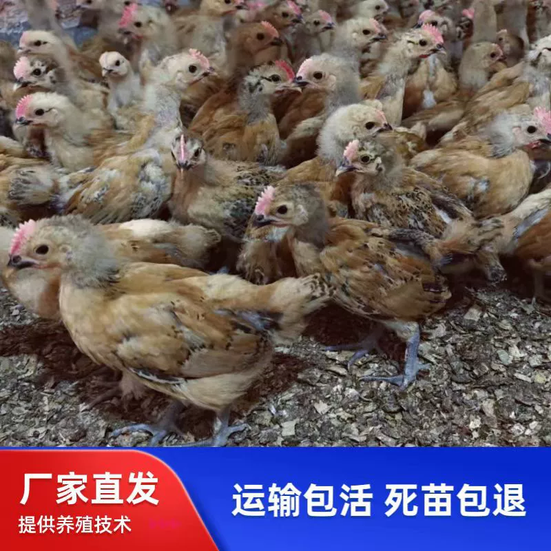 Зеленоподошвенные цыплята с конопляным оперением, маленькие зеленоподошвенные цыплята с конопляным оперением, железоподошвенные цыплята, местные зеленоподошвенные цыплята, полутоварные цыплята