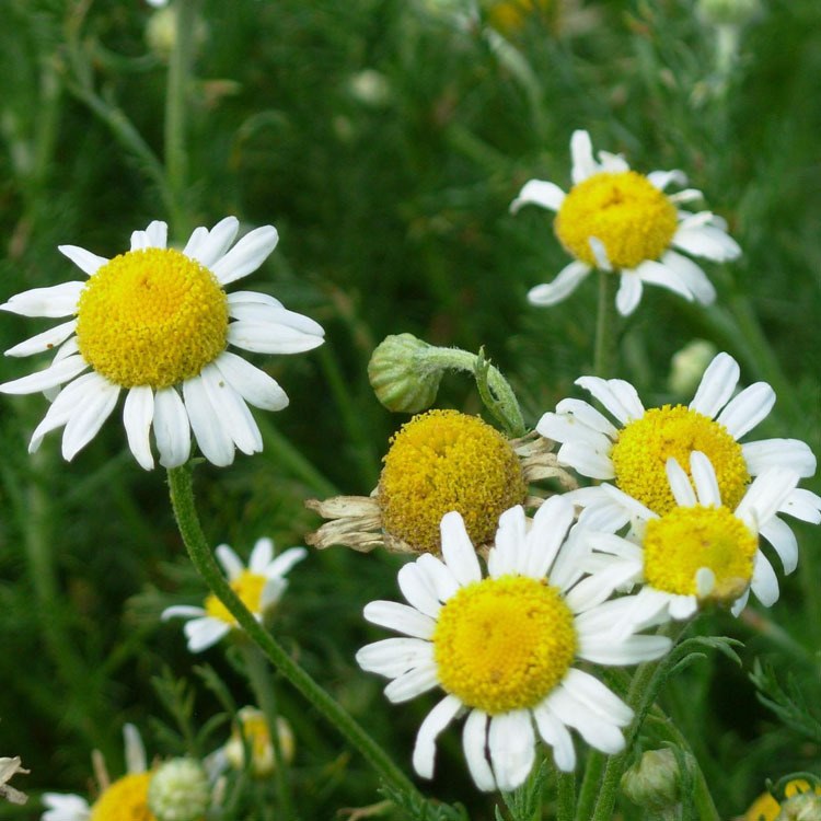 ���ÿ��㾫����ʾ��㾫��Ұ�ջ��㾫���Ȼ��㾫�����ֻ����㾫