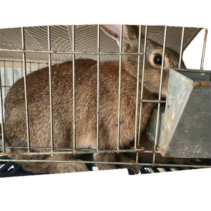 Высококачественный кролик, Бельгия, оптом