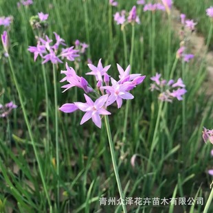 Purple Flower Leek Open-Air Nutrition Cup Ornamental Plant Flower Belt Flower Bed Greening with Zhongze Planting Base