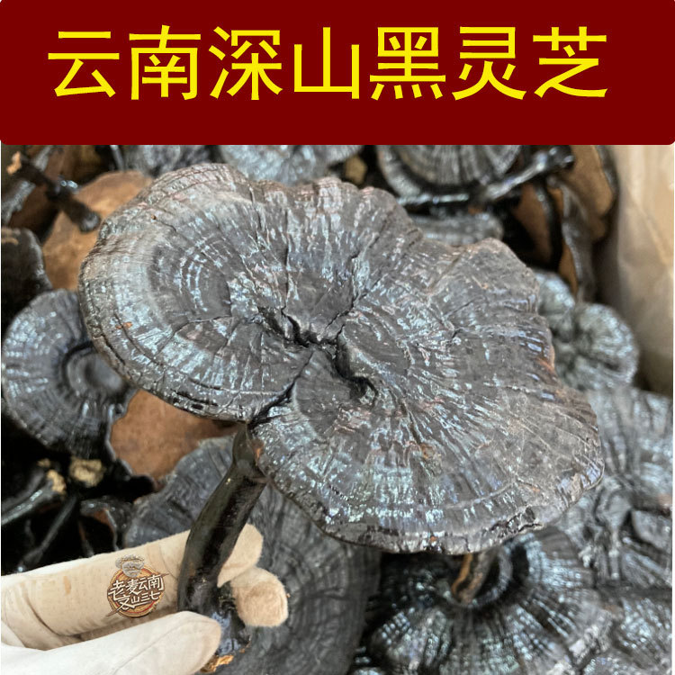 云南深山黑灵芝野外生长灵芝林下林芝可切灵芝片泡酒料中药材灵芝