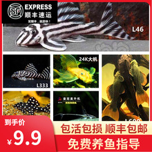 清道夫帝王迷宫L333红眼蓝眼24K胡子大帆热带鱼观赏鱼异形鱼南美