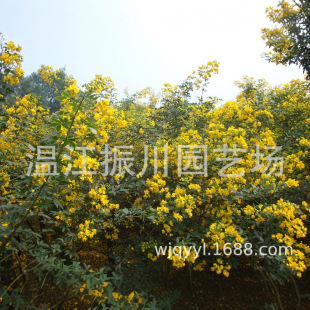 �S����  �p�v�Q�� �p�v��ͥԺֲ�� ���S�G�� ��·�G��ֲ�� �D�c��