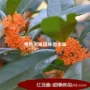 嫁接四季盆栽矮桩树苗
