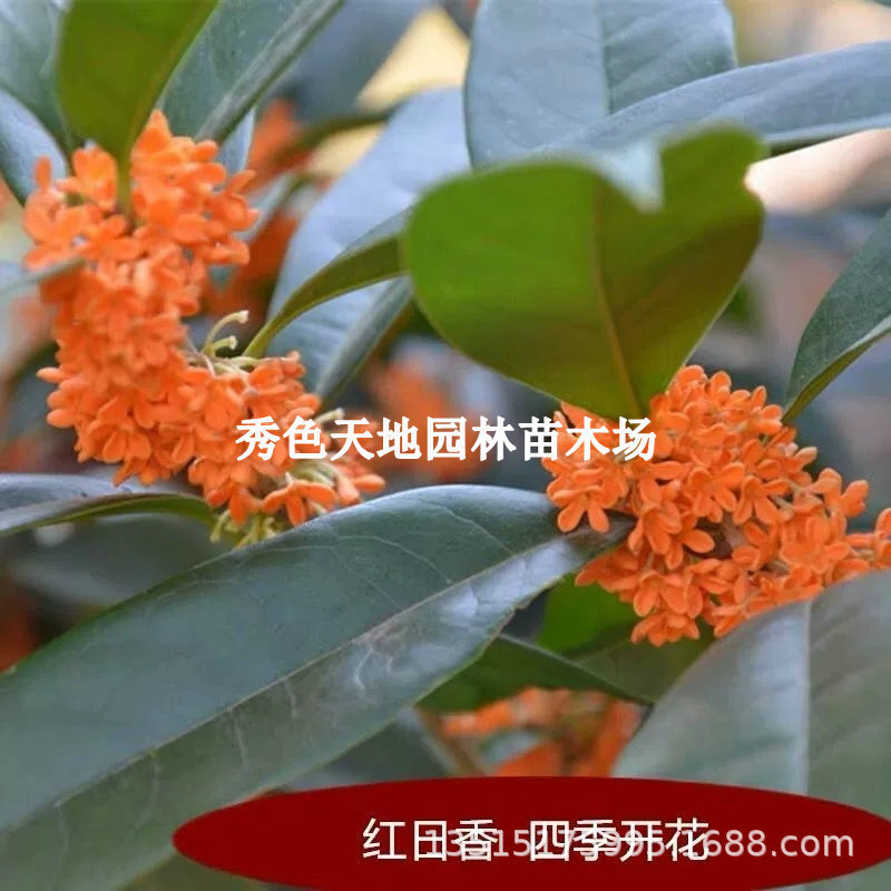 Red Tianxiang Taige Buddha's Head Beads, Red Sun Fragrance, Four-Season Osmanthus Saplings, Potted Grafted Bonsai, Old Stump, Dwarf Stump, Golden Osmanthus Saplings Red Tianxiang Taige Buddha's Head Beads, Red Sun Fragrance, Four-Season Osmanthus Saplings, Potted Grafted Bonsai, Old Stump, Dwarf Stump, Golden Osmanthus Saplings