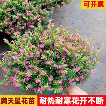 �M������ժ����ͥԺ�����Ժ��B������l؛���̈@�־G��ֲ�����l