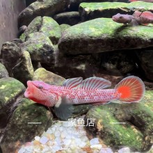 ԭ��Ϫ�������ͻ�����Ϻ����ˮ�׳��������ײ�С����ˮ�㵭ˮ��