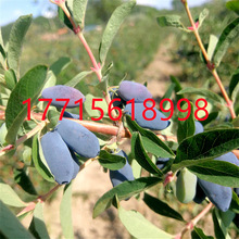 蓝靛果蓝莓山茄子羊奶子苗盆栽黑瞎子蓝靛树苗胡秃子树苗果树地栽