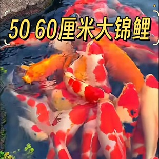 5060���״��\����ؔ�^�p�~�Ꭷ���~�缃�N�t���S����ɫ�^�p�~