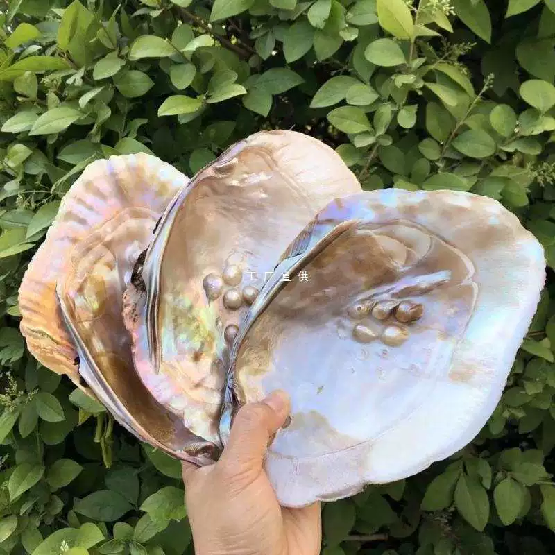 Натуральные раковины раковины жемчужные раковины моллюски