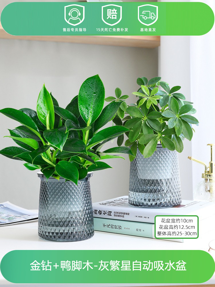 금다이아몬드 + 오리발나무(별분지 2개) + 영양액