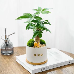 �lؔ������ֲ���҃ȿ͏d���B�k����ˮ��GֲС�辰��ؔ����