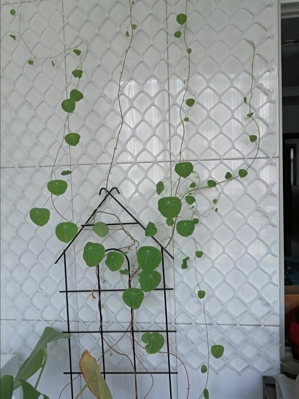 Planta enredadera verde eneldo red de pared superior plástico hombre enredadera red enredadera enredadera flor rosa decoración jardinería pared tortuga