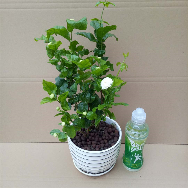 茉莉花 茉莉花价格 最新茉莉花批发报价 种苗花卉网