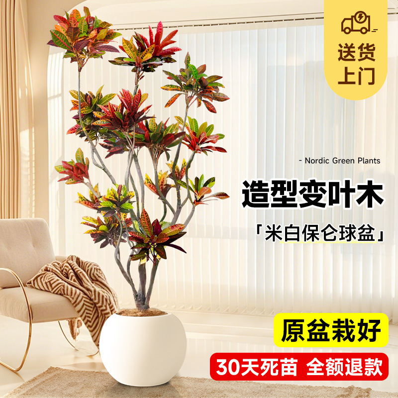 [사망보상 보장] 스타일링 색상 변경 목재 1.3- 1.4m (오프화이트 크리에이티브 볼 세면대) 비료 + 트레이 포함