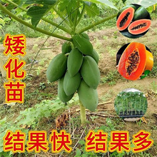 ľ�Ϲ�������Ǽt��ľ�����ش����������ϱ����Nֲ���Ԯ���Y��