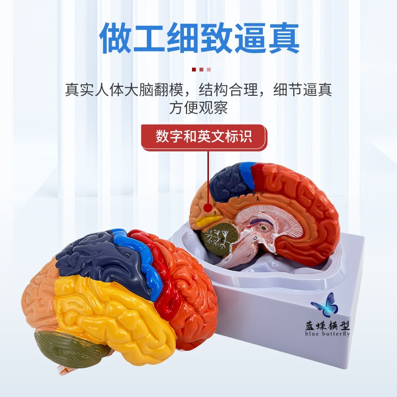 ��ѧ��������1:1���Թ��ܷ���ģ��ɫ����ģ�� ��ģ��Ƥ�����ģ��