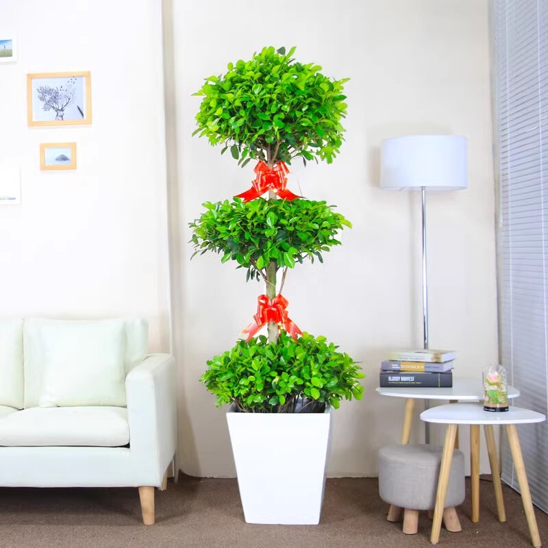 Money Banyan Potted Indoor Living Room Money Tree Large Four-Season Evergreen Plant Office Bonsai Green Plant Easy to Survive