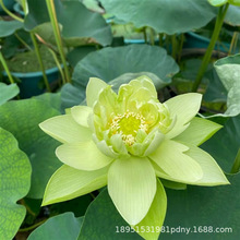 ļͺɻNźˮBԺɏźN^pɻNɏ