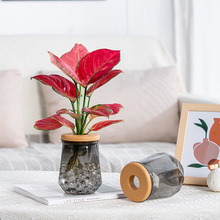 ͸��ˮ��ֲ�ﻨ��G�}�����t�²�����ƿ�����֬�[��ˮ�B��ƿ���l