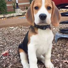 纯种比格犬比格火兔幼犬米格鲁猎兔犬家养短毛宠物狗宠物店萌宠