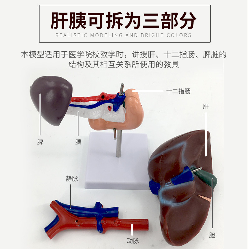 ����ʮ��ָ��ģ�� �Ρ�Ƣ��Ѫ�ܺ����ٽṹģ�� ���� Ƣ ����ģ��