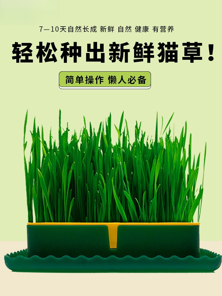 Cat Grass Potted Seeds Soilless Hydroponic Catnip Wheat Potted Seedlings Potted Cat Snacks Supplies