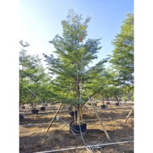 基地批发小叶榄仁树苗 庭院绿化四季常植物 工程绿化苗细叶榄仁树