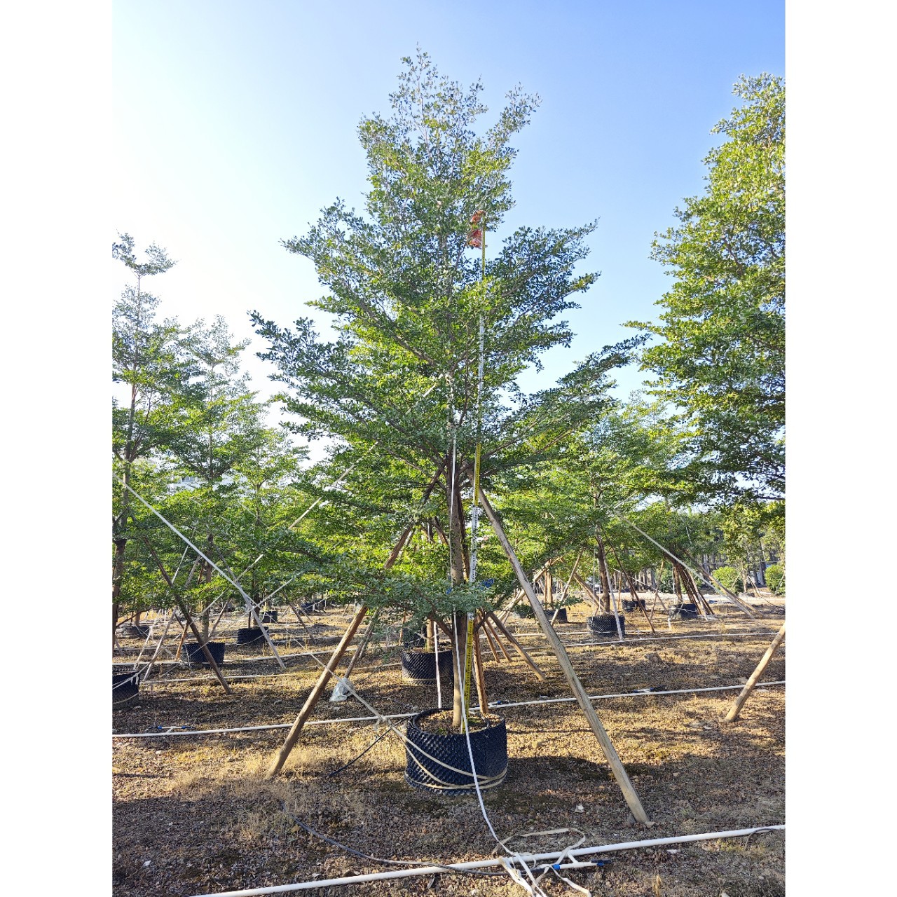 基地批发小叶榄仁树苗 庭院绿化四季常植物 工程绿化苗细叶榄仁树