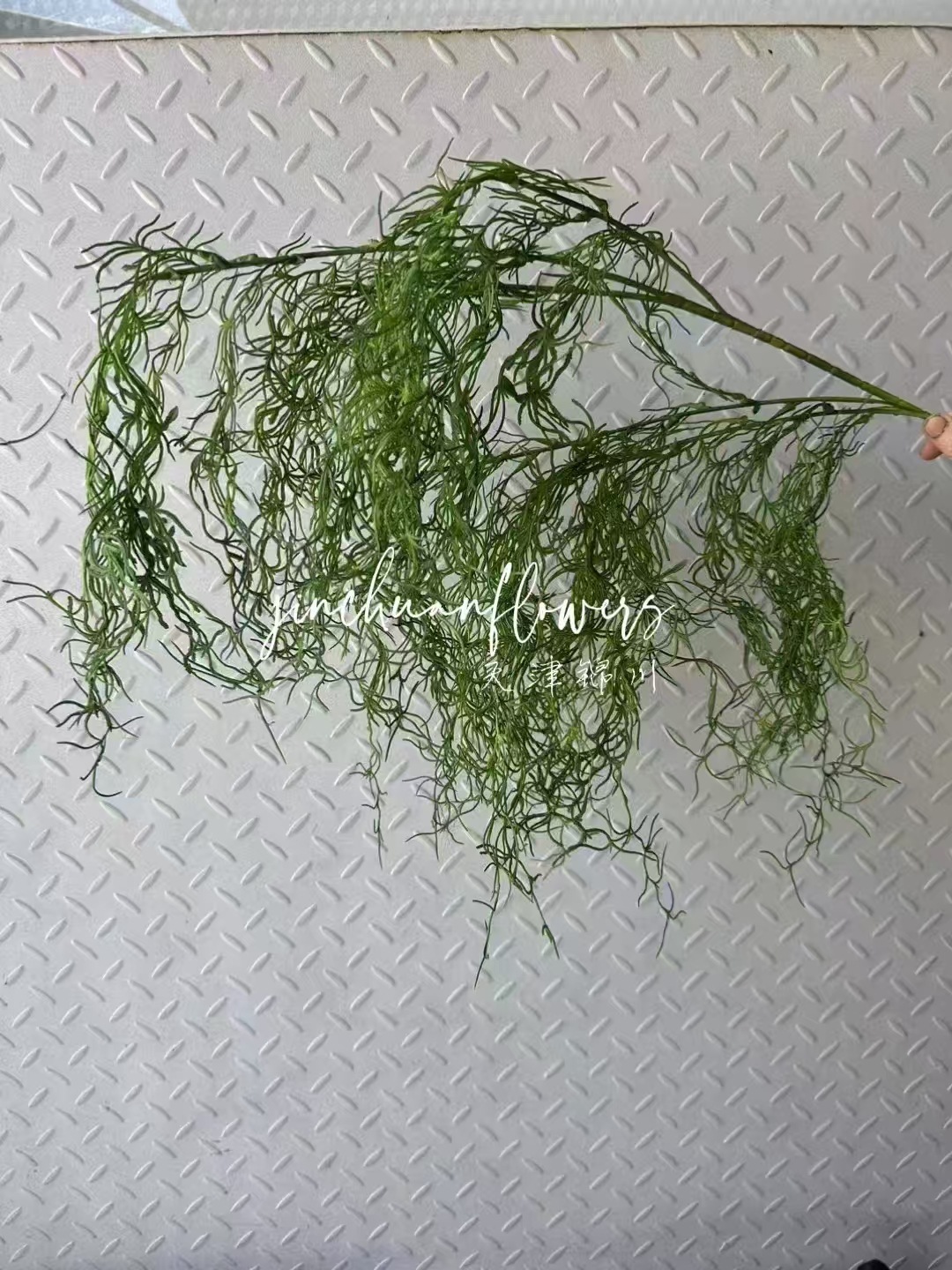 암호화된 알팔파 짙은 녹색