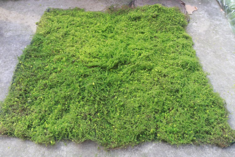 IMG_1262_proc_副本