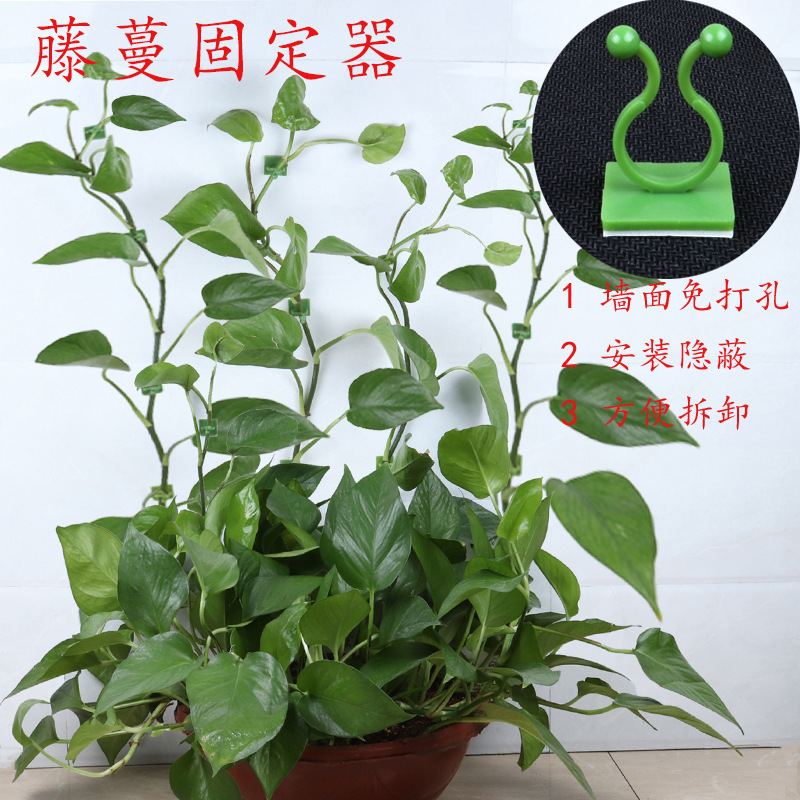 Green Rose Climbing Wall Artifact Green Rose Fixed Vine Fixing Climbing Hook Green Rose Buckle Seamless Green Plant Fixing