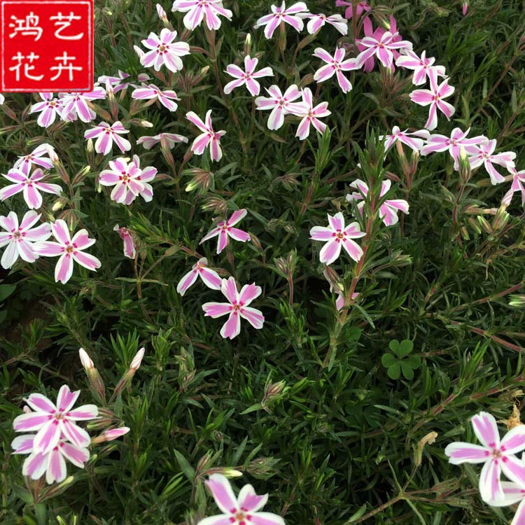 Флокоджи саженцы вишни многолетние выносливые цветочные растения в горшках зимой