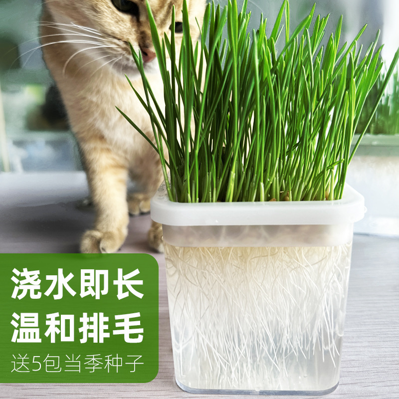Original Lazy Cat Grass Cup Cat Snacks Potted Soilless Hydroponic Cat Mint Self-Sown Cat Grass Cultivation Supplies