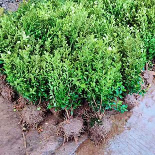 Small Leaf Boxwood Seedlings, Melon Seed Boxwood Saplings, Large Leaf Holly Seedlings, Greening Seedlings, Courtyard Hedges, Fence Saplings