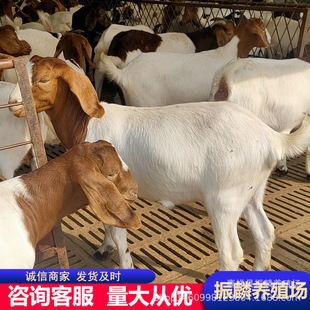 ��ֳ����ɽ�����ĸ��r�� �a���o�� �^̥ ��̥����ɽ���Bֳ