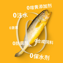 东海野化大黄鱼礼盒丁小宴东海舟山黄花鱼礼盒装年货送礼福利代发