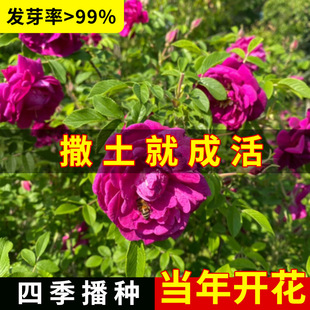 Red Thorn Rose Seeds, Yellow Thorn Rose Seeds, Thorn Rose Flowers, Thorn Rose Flowers, Yellow Thorn Berries, Broken Skin Thorn Rose Seeds, Rose Seeds