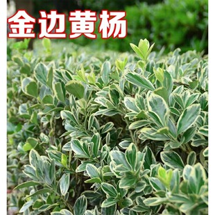 ��߅�S����ͥԺ�G����ľ�ļ������ͺ����B���^�~����h�ʳ��G����