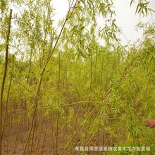 ������ľ��z�����������z�������Ͻ�z����������������r��