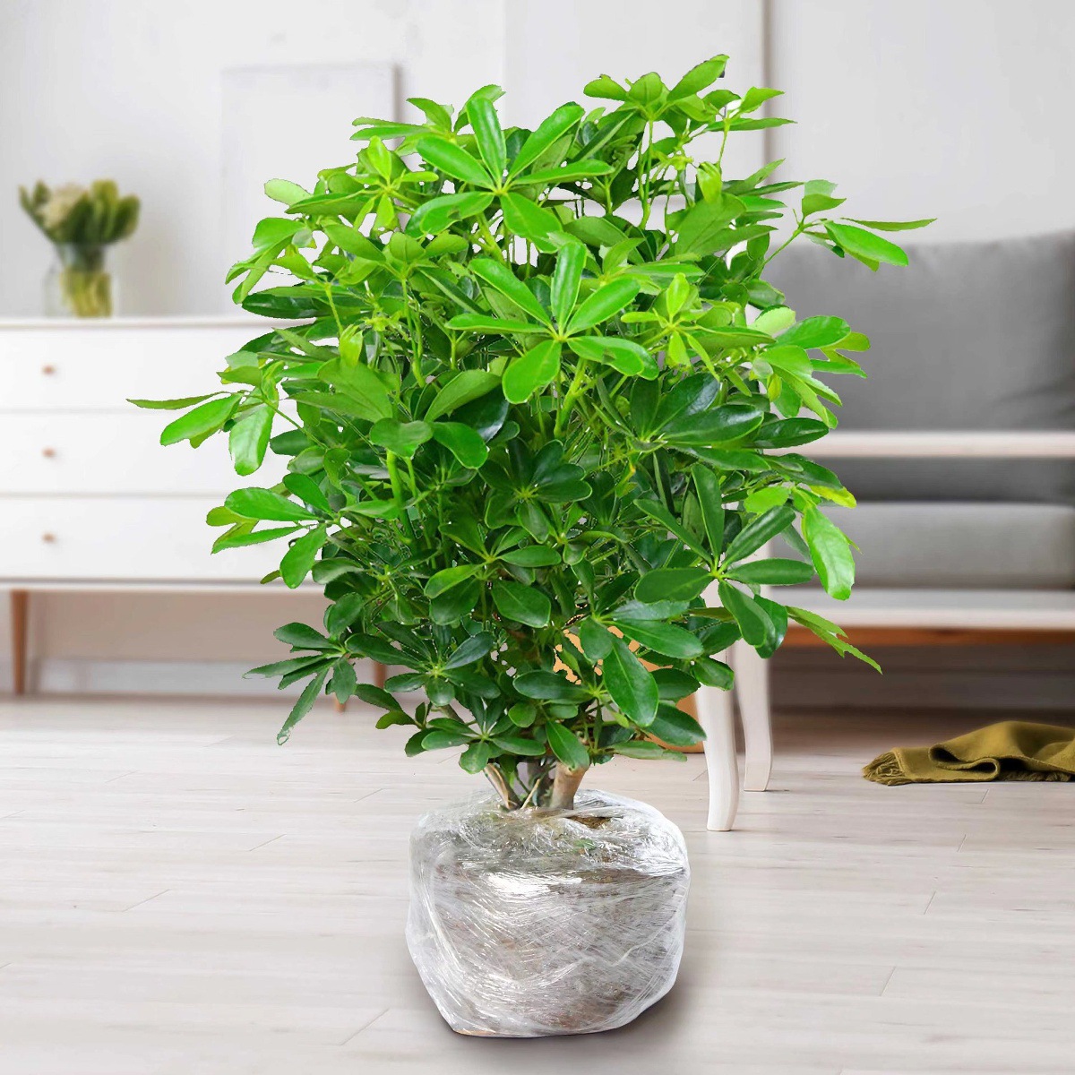 바팡라이카이 높이 40-50cm [화분 없는 원토] + 비료